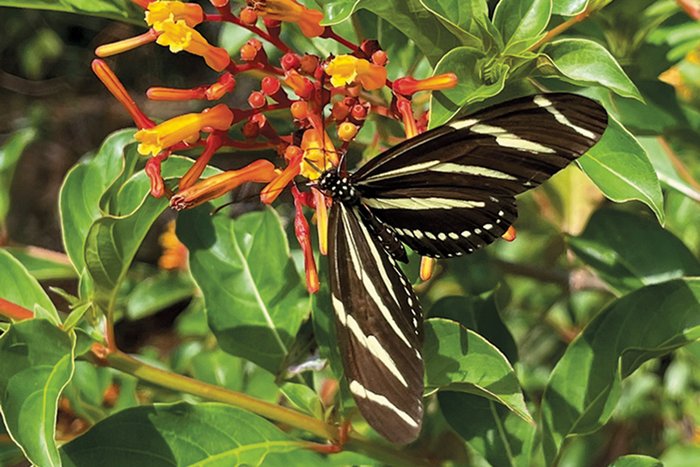 Butterfly on flower in nature